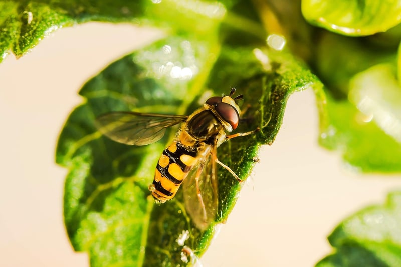 Hoverfly