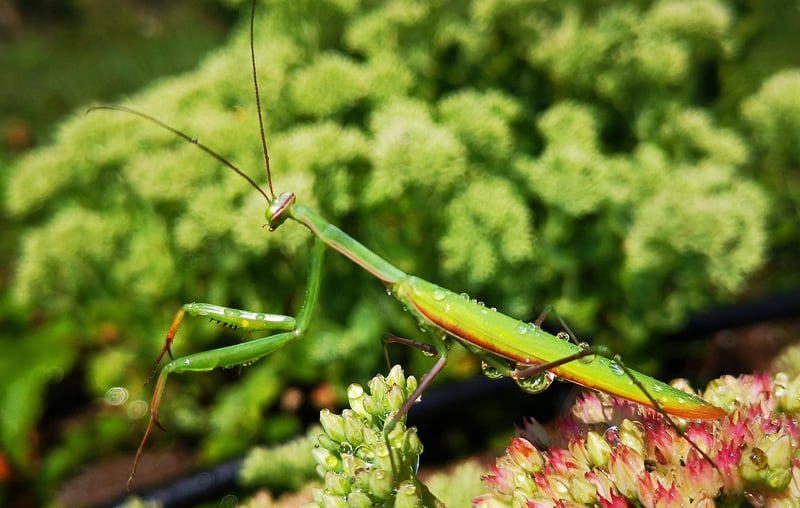 Praying Mantis